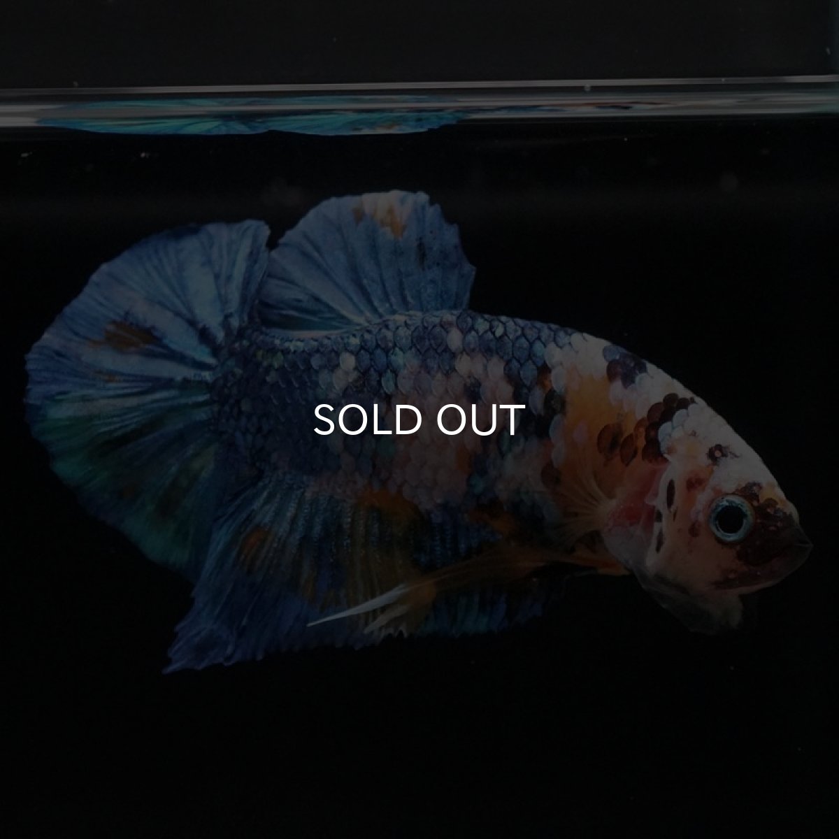 画像6: HMPK　イエロータイガーギャラクシー (6)