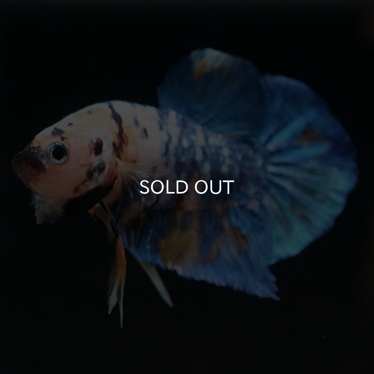 画像5: HMPK　イエロータイガーギャラクシー (5)