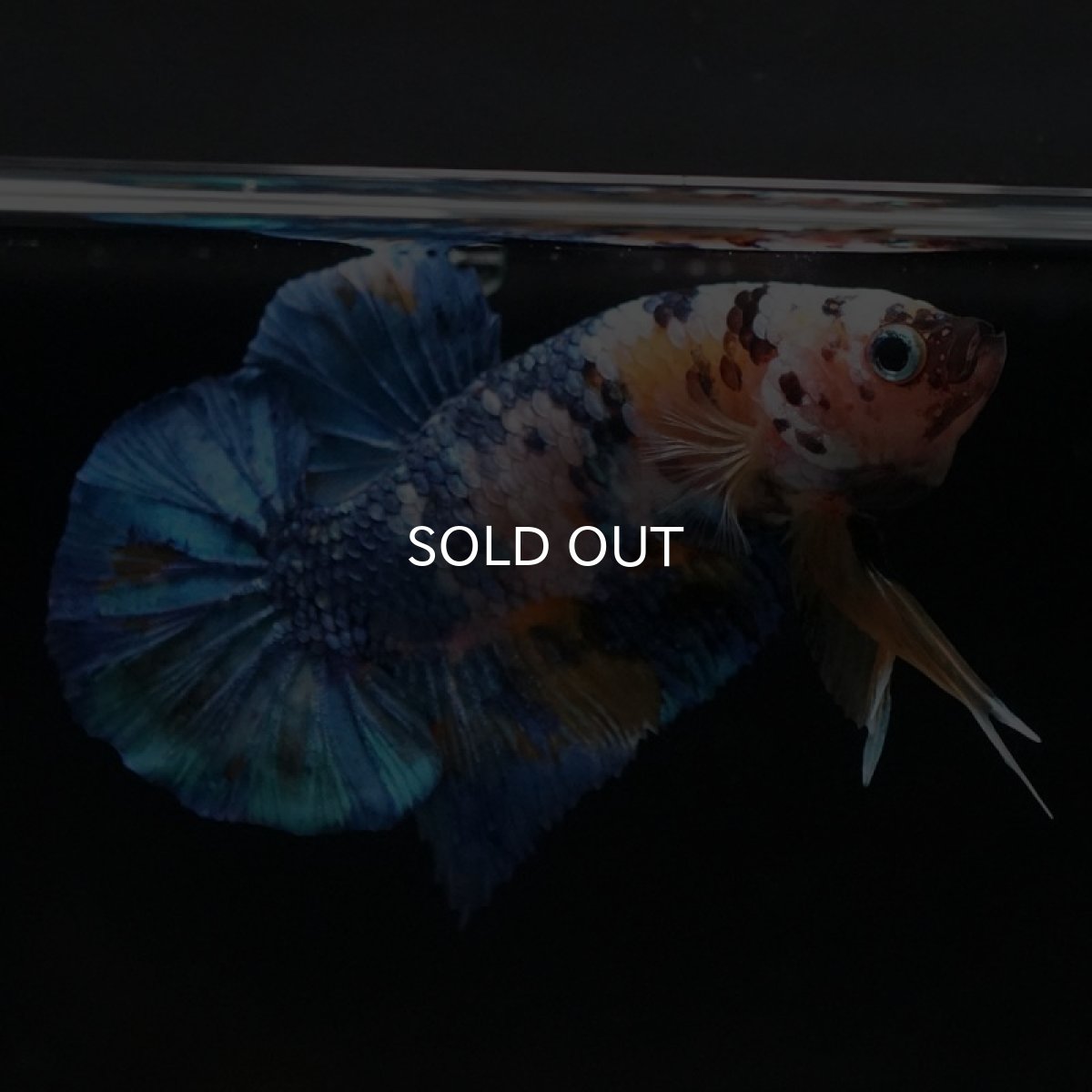 画像2: HMPK　イエロータイガーギャラクシー (2)