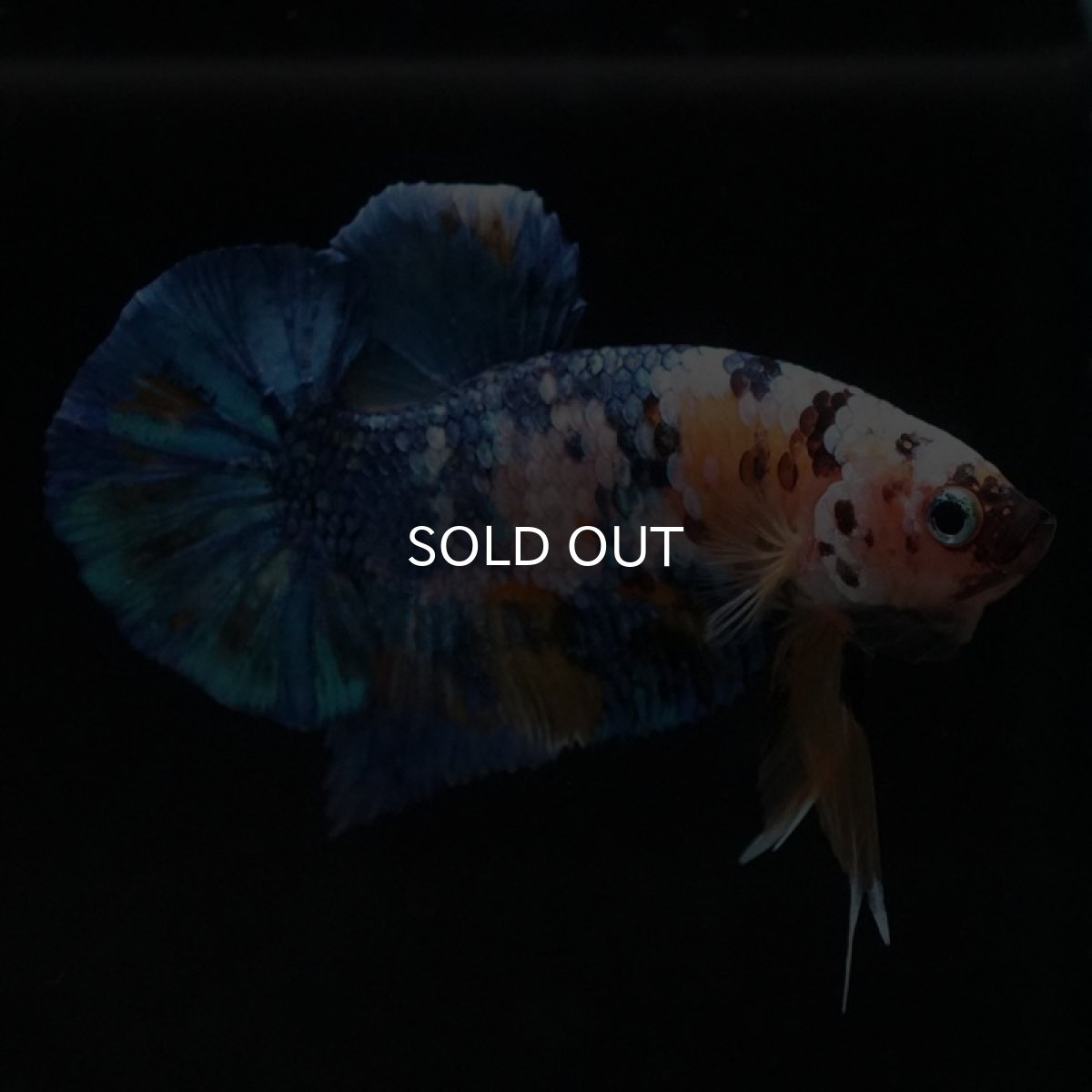 画像4: HMPK　イエロータイガーギャラクシー (4)