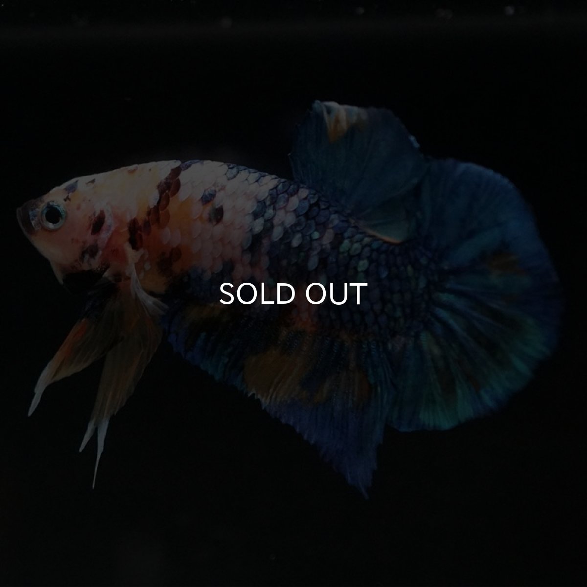 画像3: HMPK　イエロータイガーギャラクシー (3)