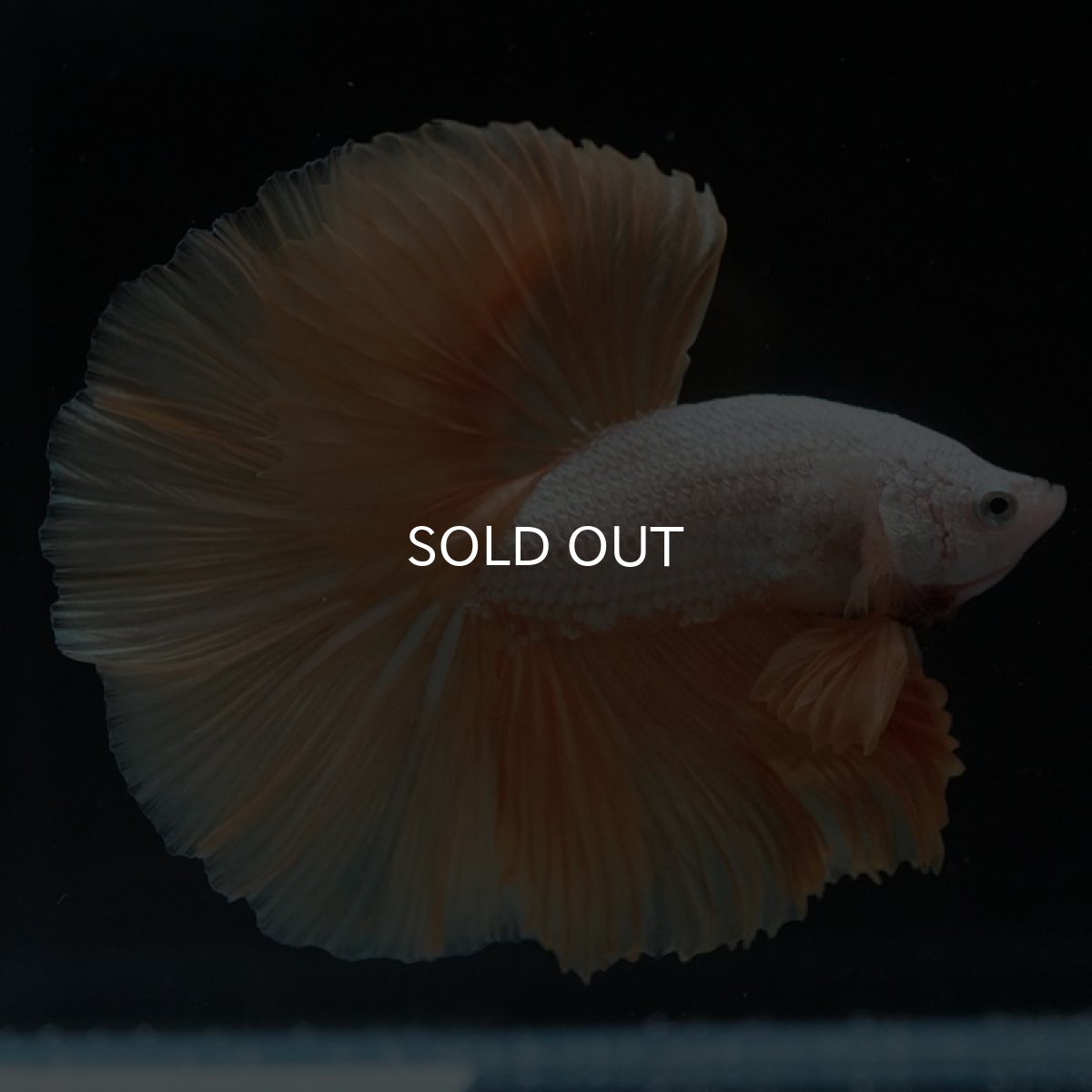 画像3: HM　プラチナイエロードラゴン (3)