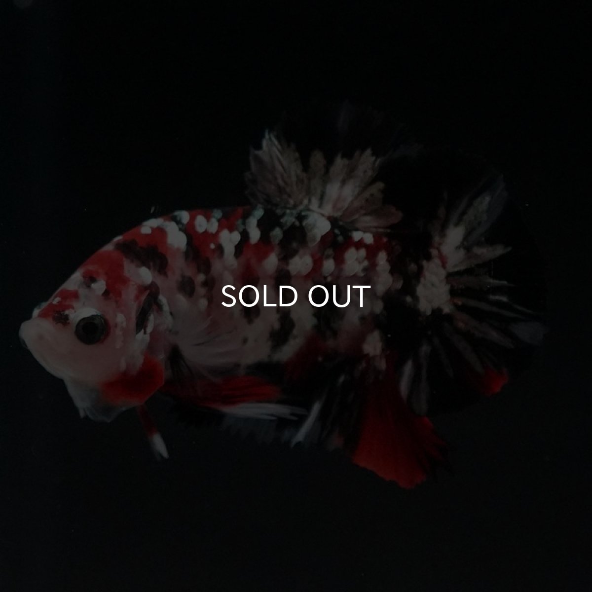 画像2: HMPK　鯉カッパーギャラクシー (2)