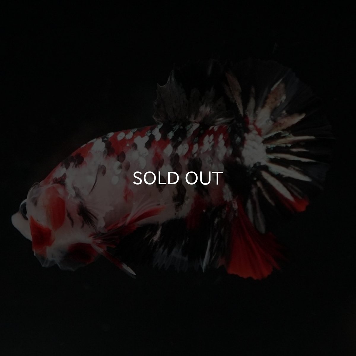 画像9: HMPK　鯉カッパーギャラクシー (9)