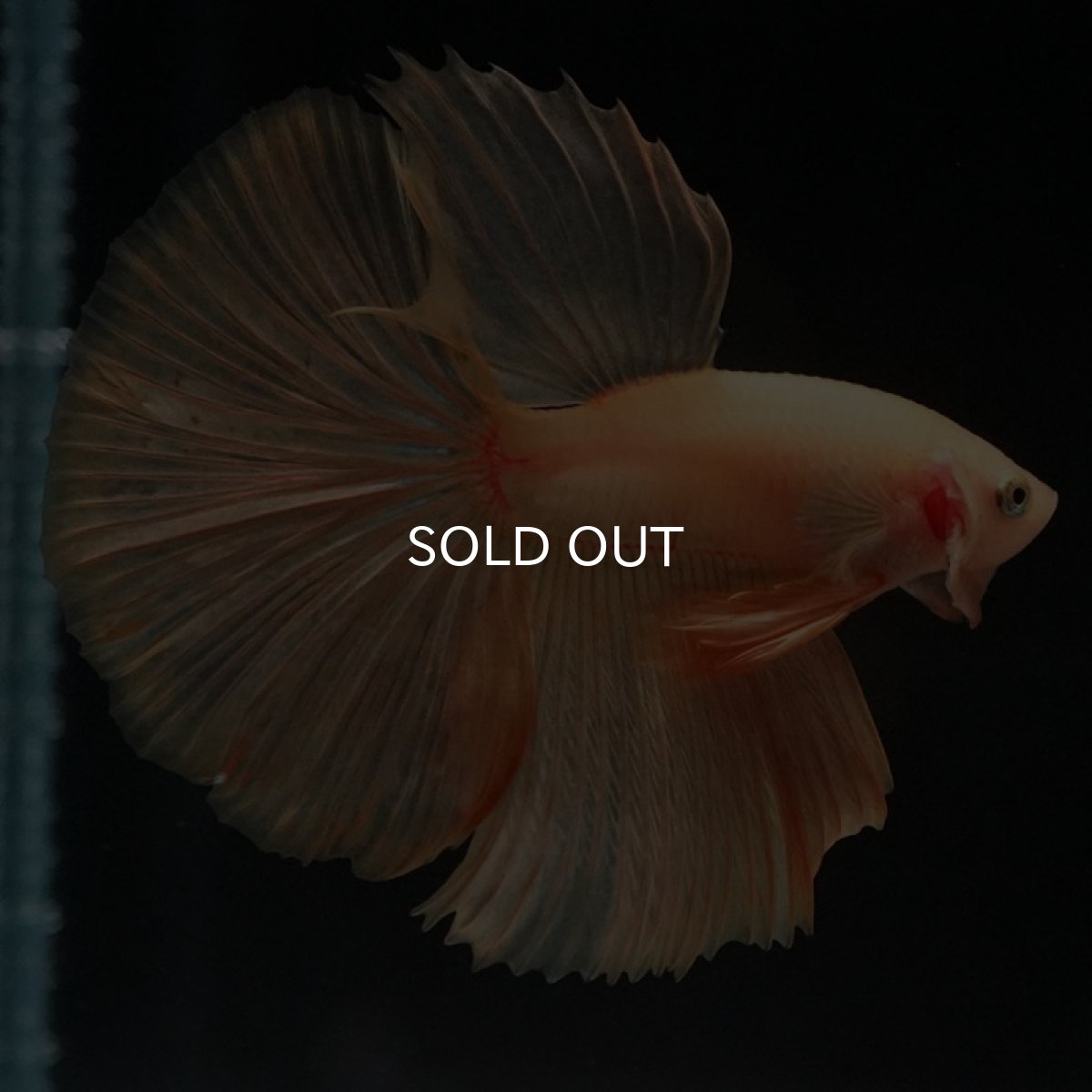 画像5: HM　ソリッドイエロー (5)