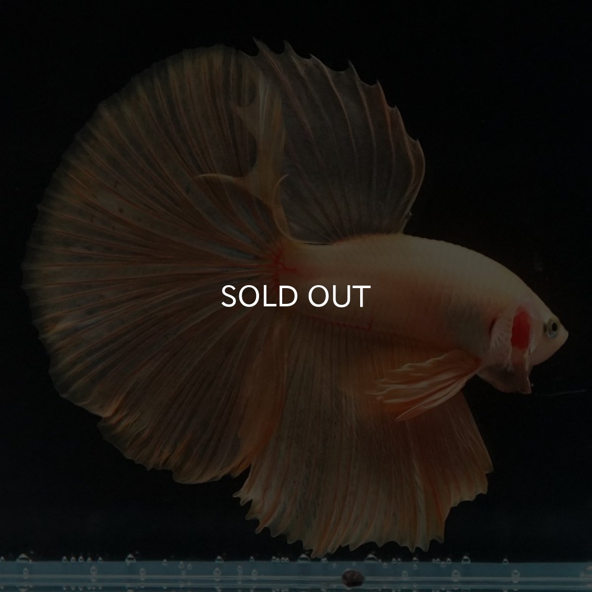 画像3: HM　ソリッドイエロー (3)