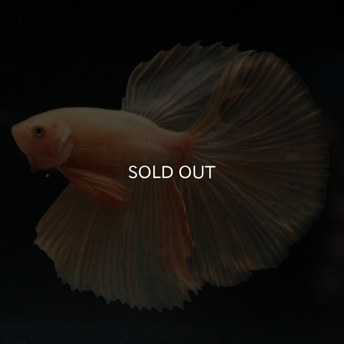 画像2: HM　ソリッドイエロー (2)