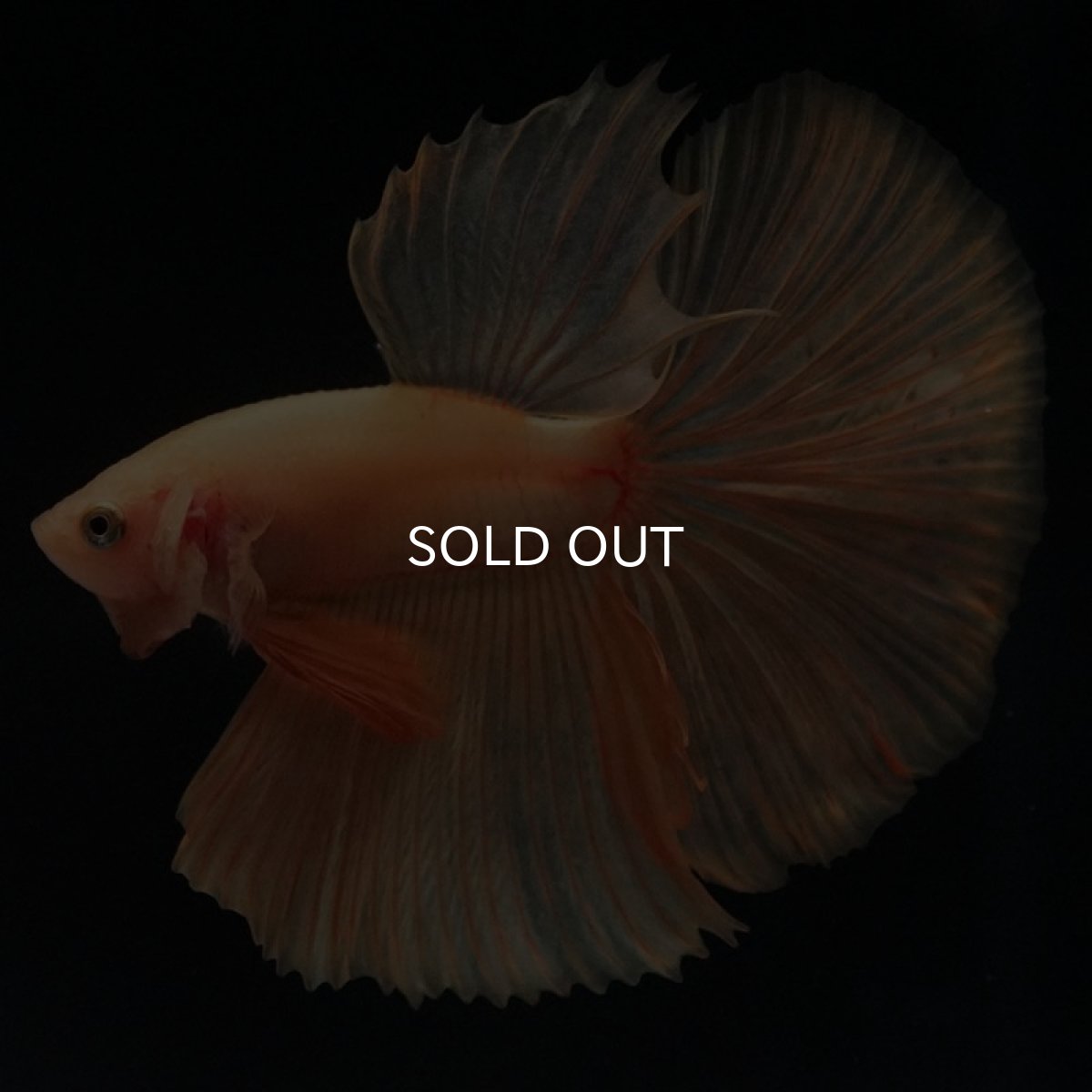 画像4: HM　ソリッドイエロー (4)