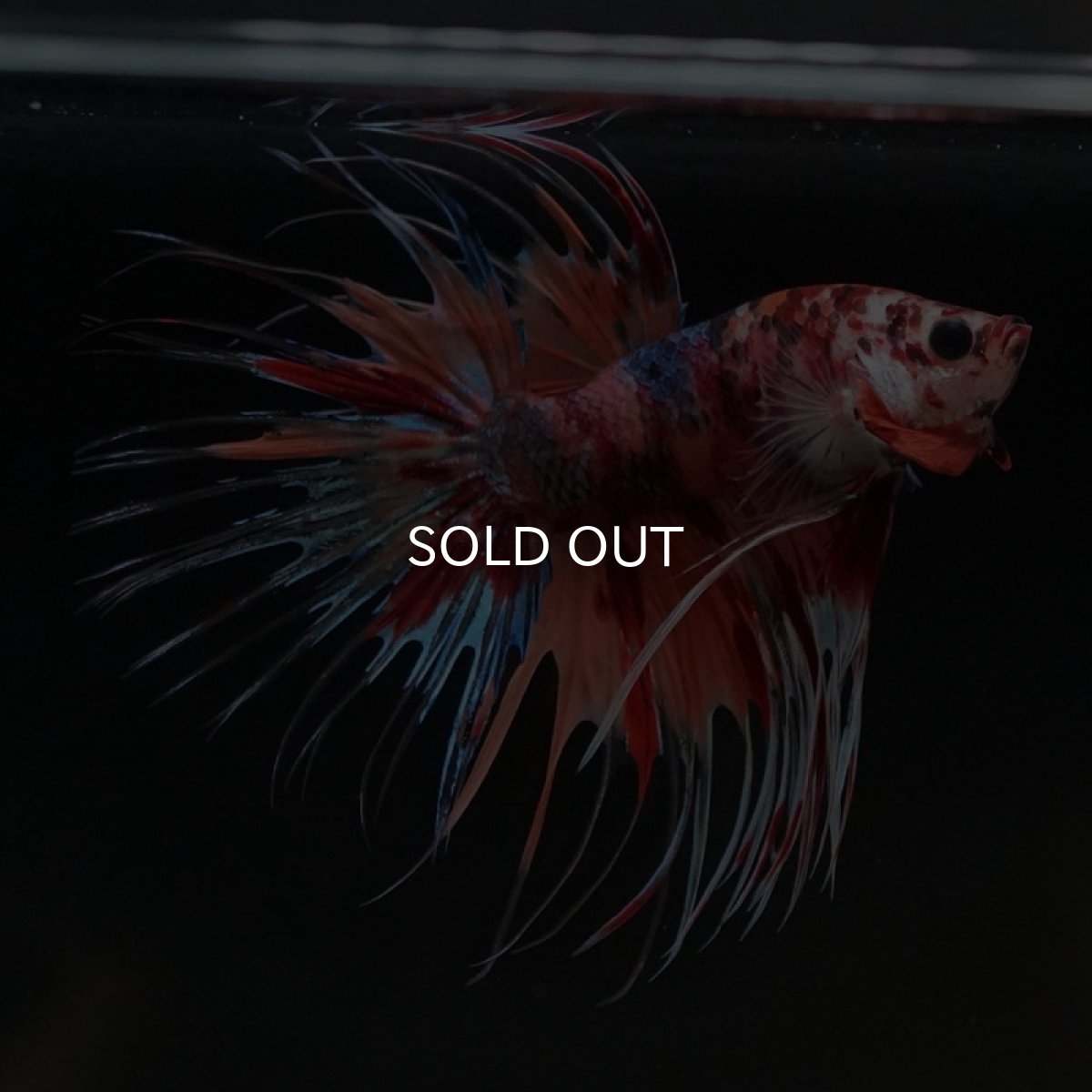 画像4: CT キャンディ (4)