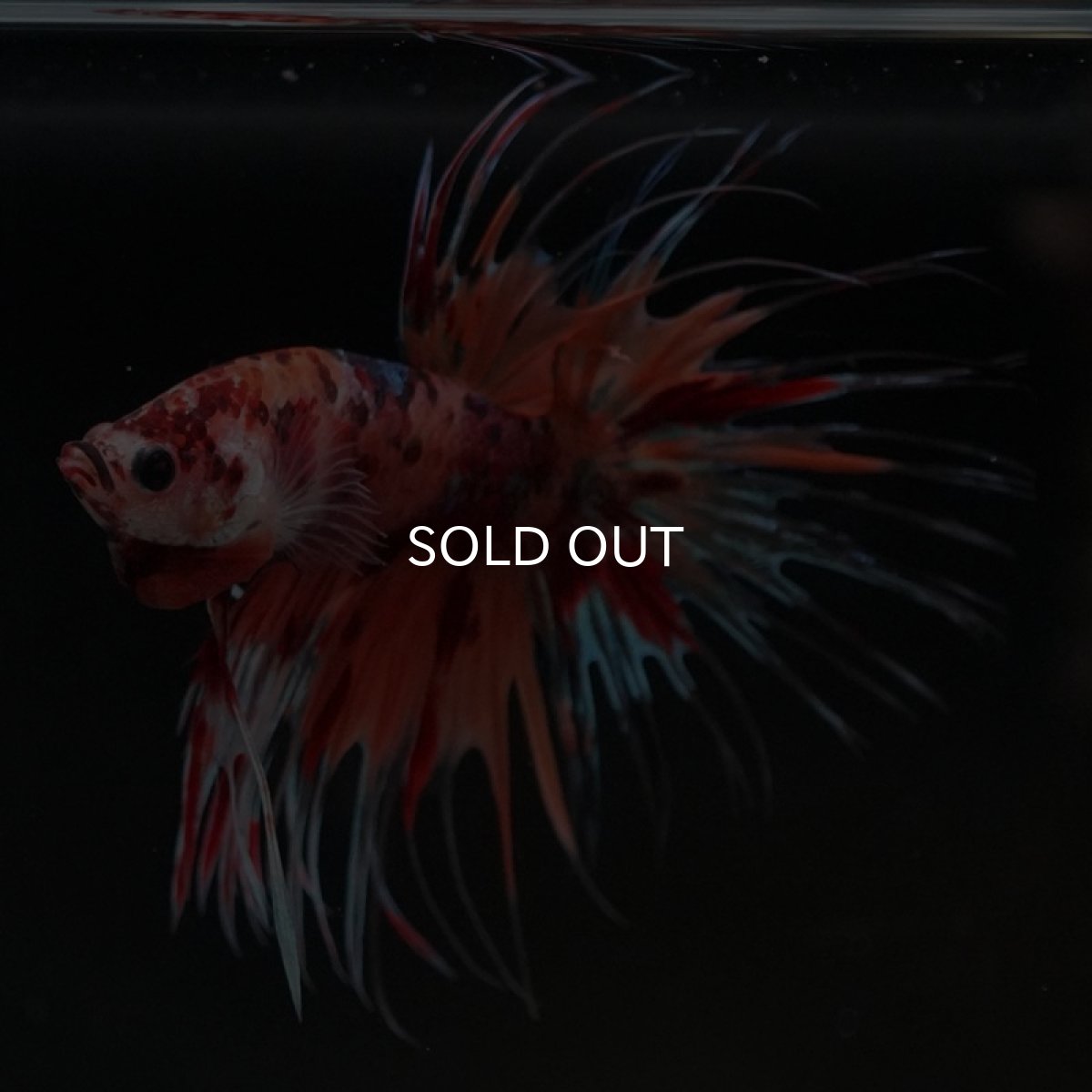 画像2: CT キャンディ (2)