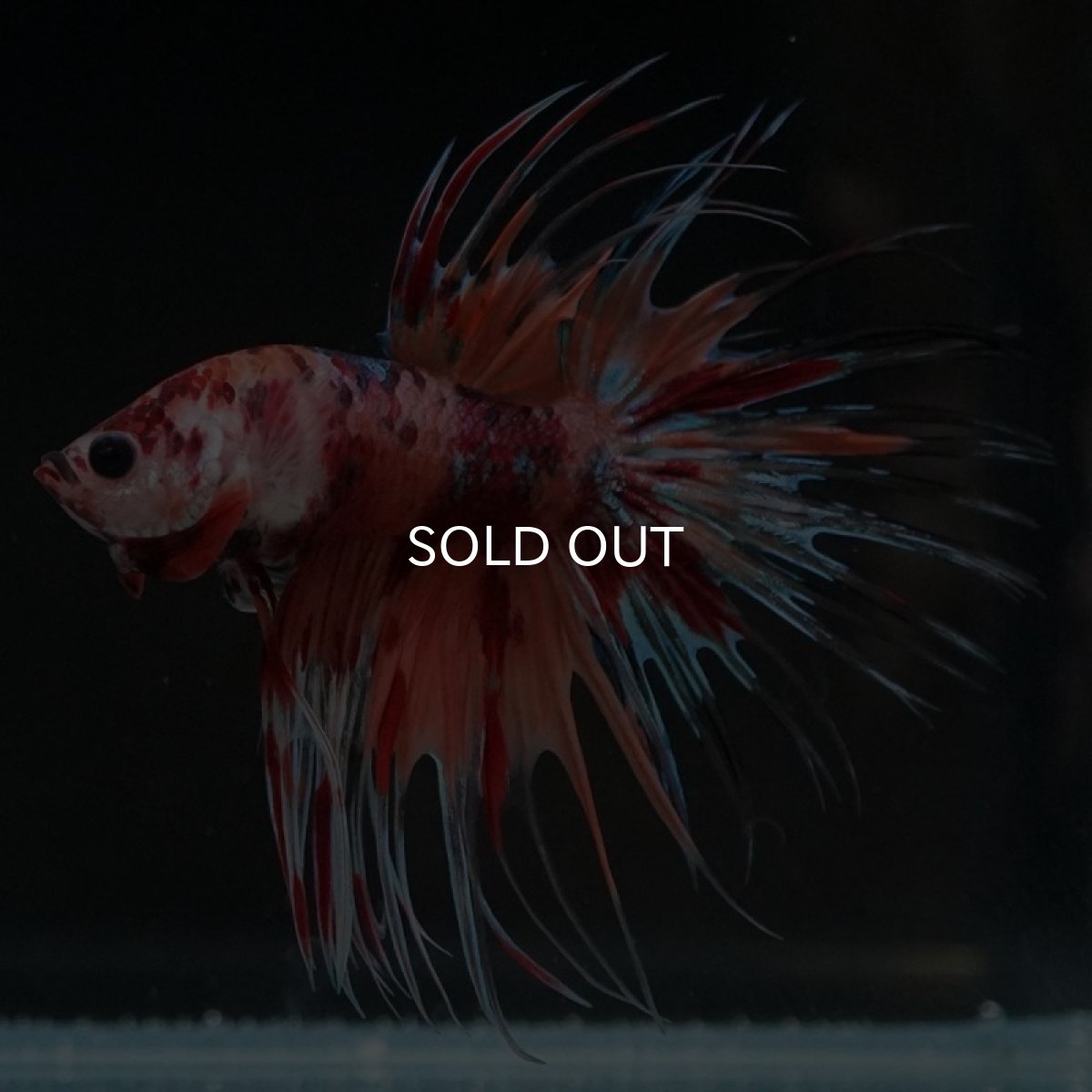 画像5: CT キャンディ (5)