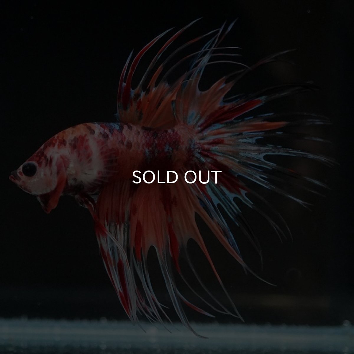 画像3: CT キャンディ (3)