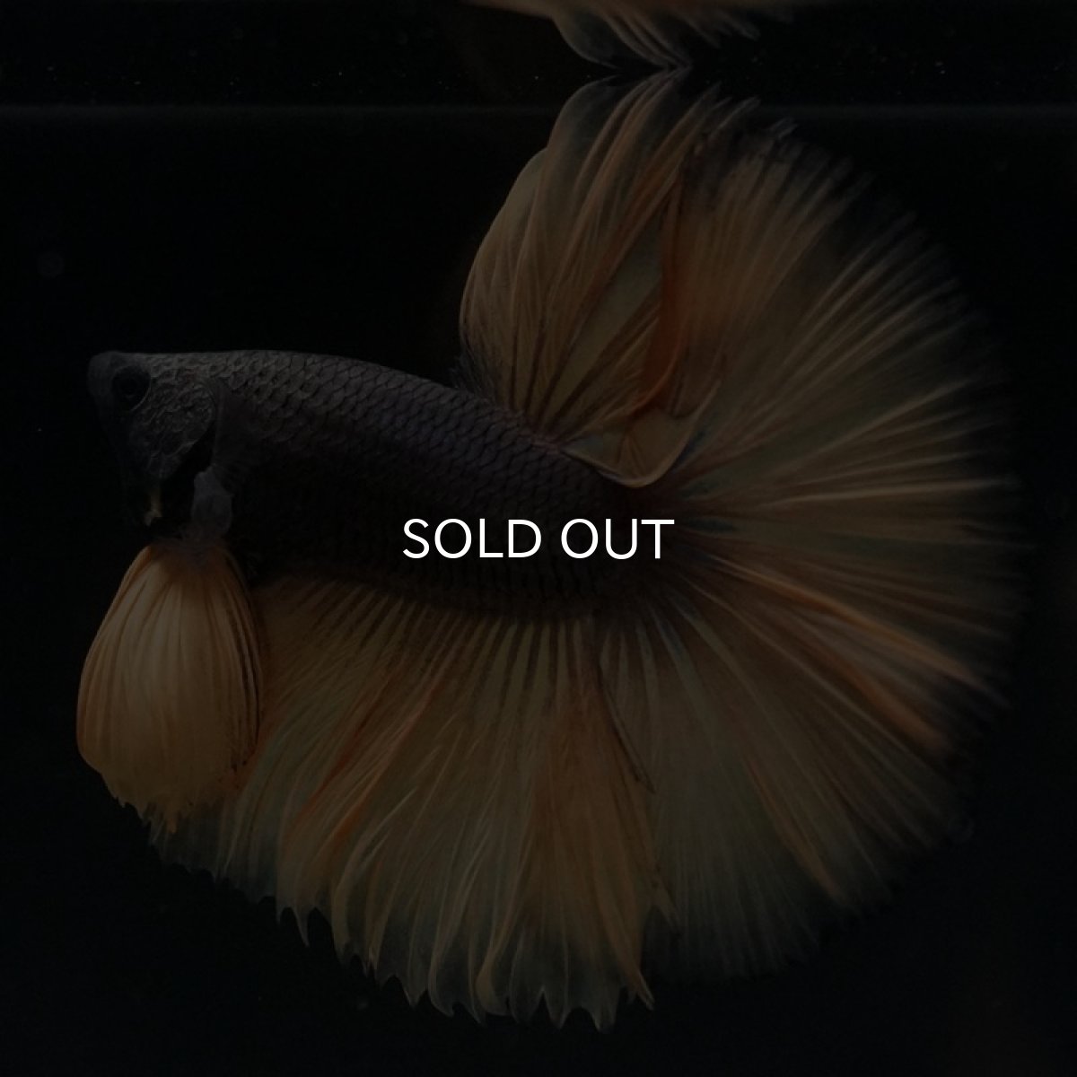 画像2: HM　ブラックマスタード (2)