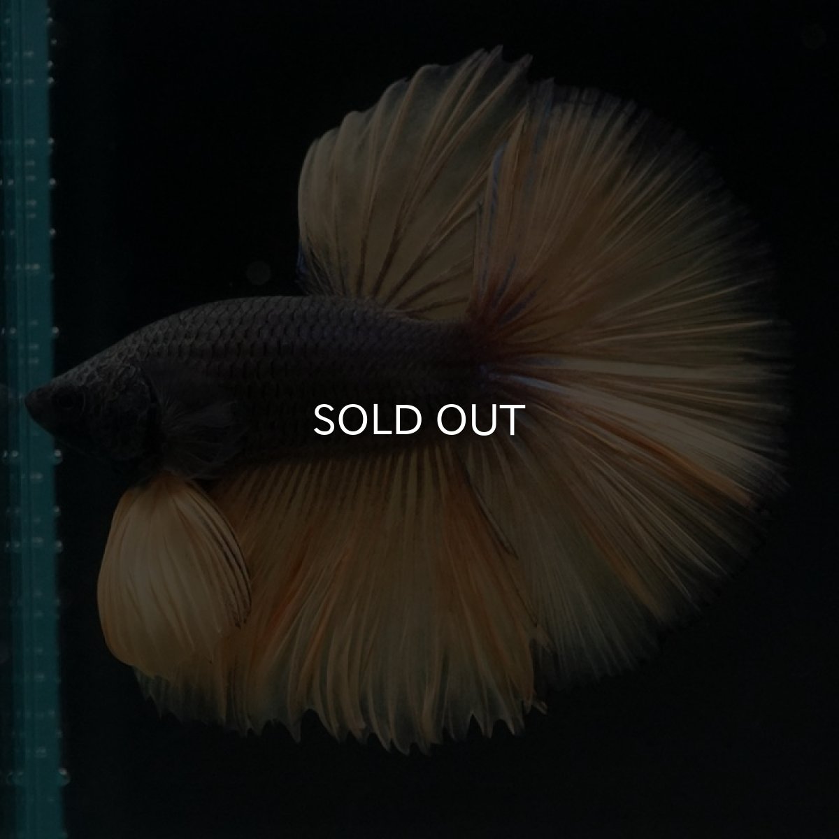 画像5: HM　ブラックマスタード (5)