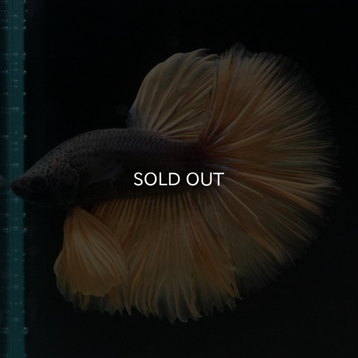 画像4: HM　ブラックマスタード (4)