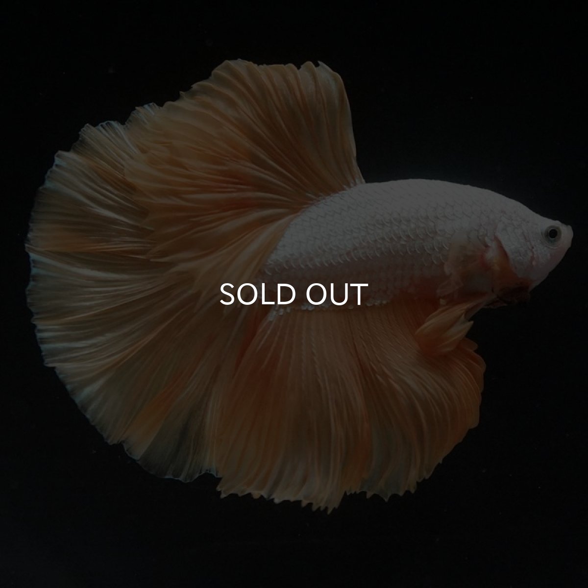 画像2: HM　プラチナイエロードラゴン (2)