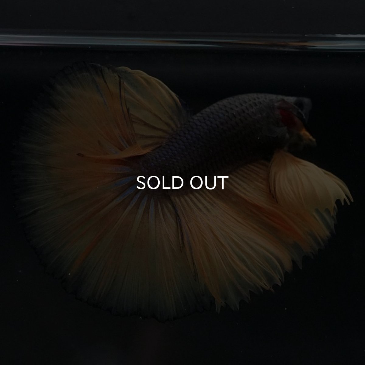 画像3: HM　ブラックマスタード (3)