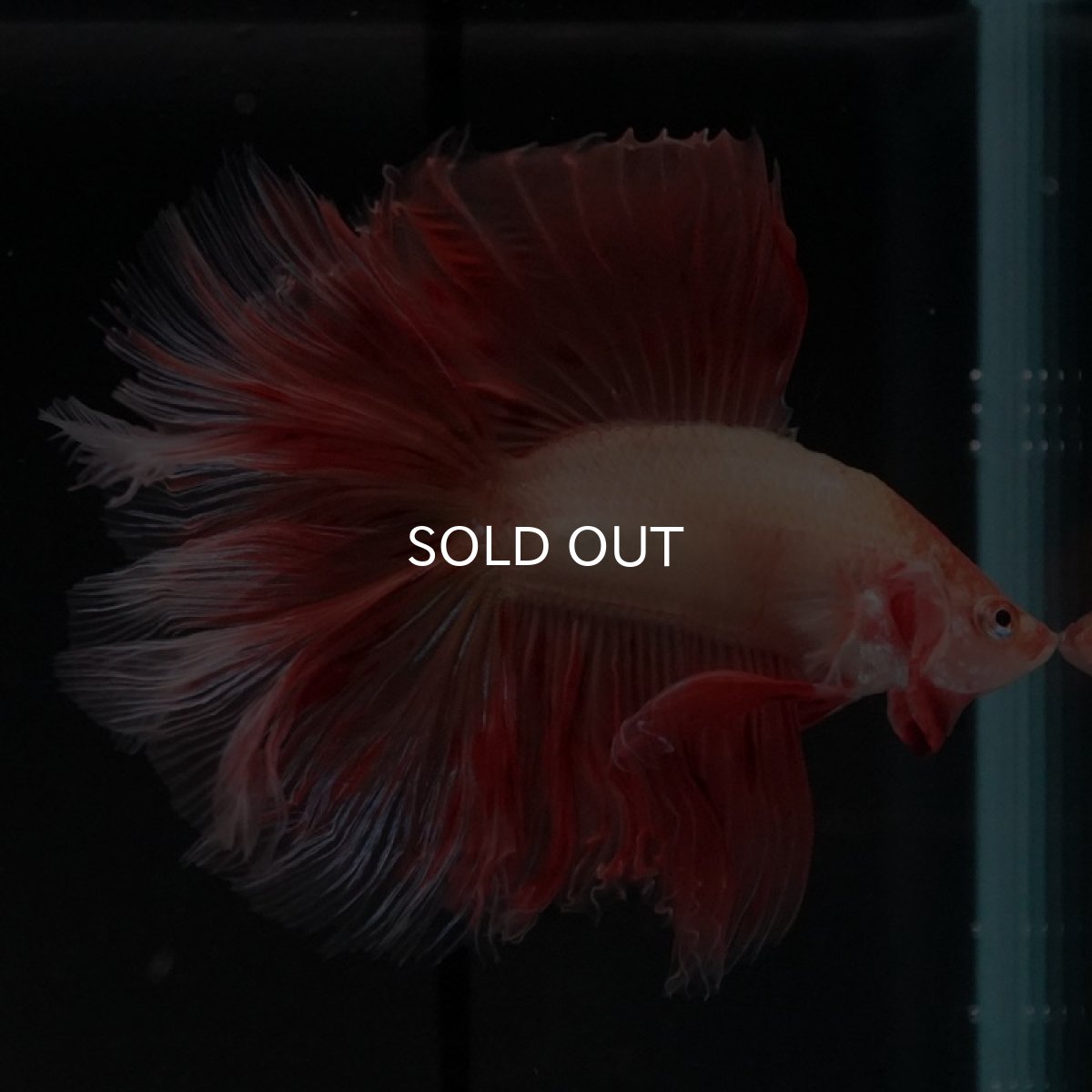 画像6: FM アルマゲドン (6)