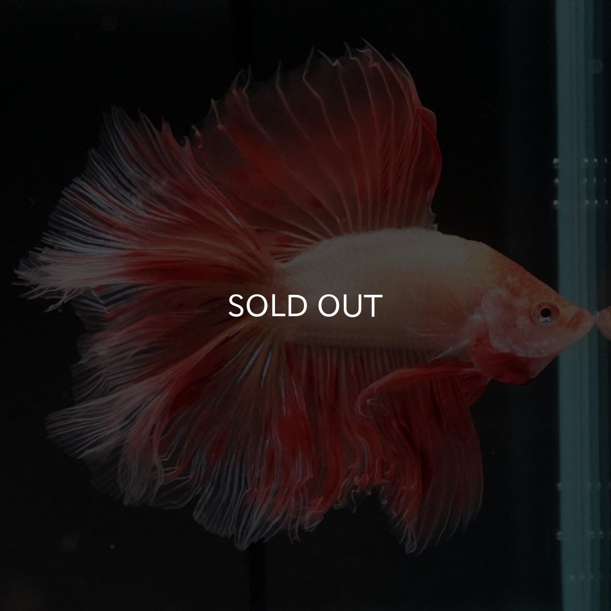 画像5: FM アルマゲドン (5)