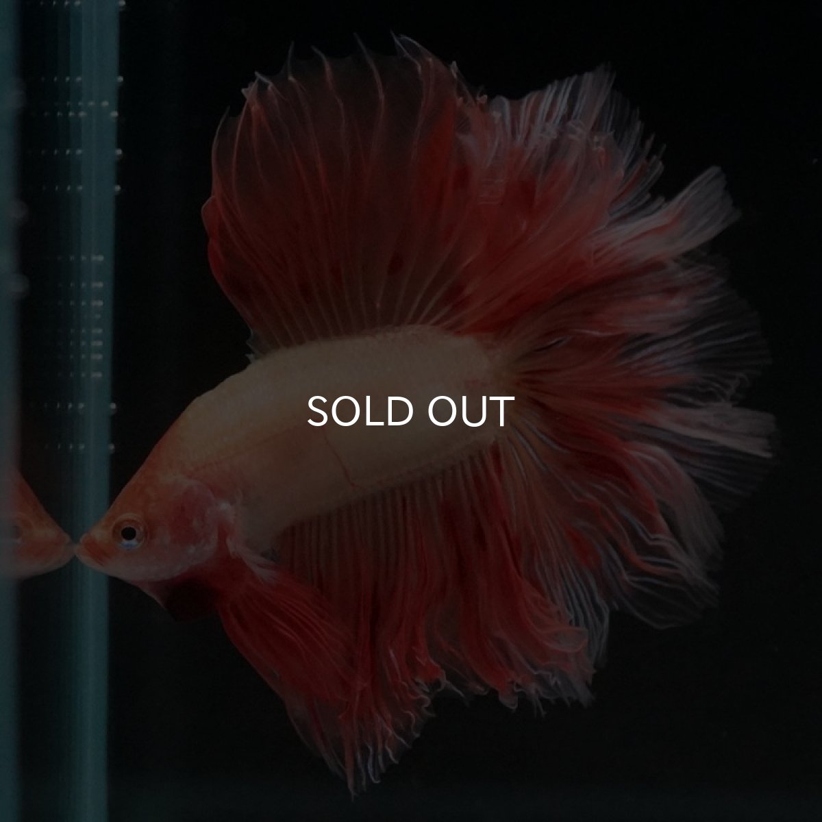 画像4: FM アルマゲドン (4)