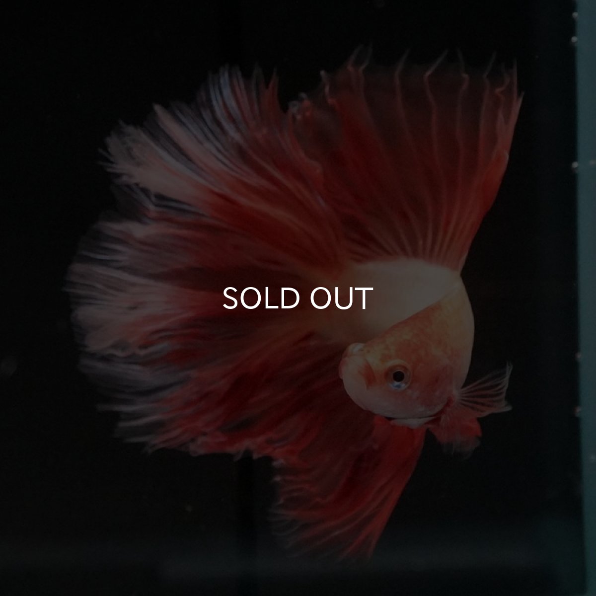 画像3: FM アルマゲドン (3)