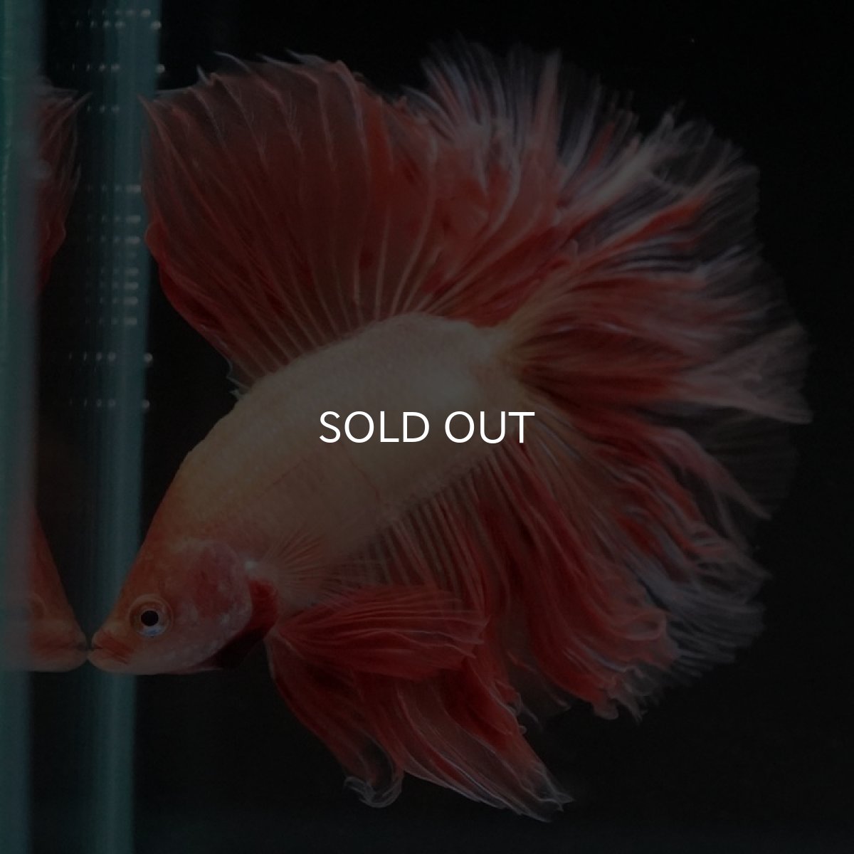 画像2: FM アルマゲドン (2)