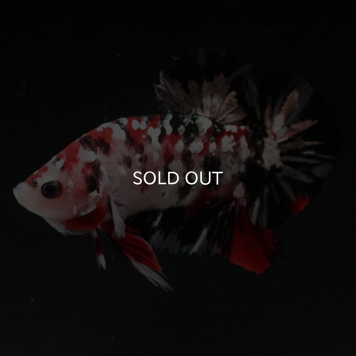 画像4: HMPK　鯉カッパーギャラクシー (4)