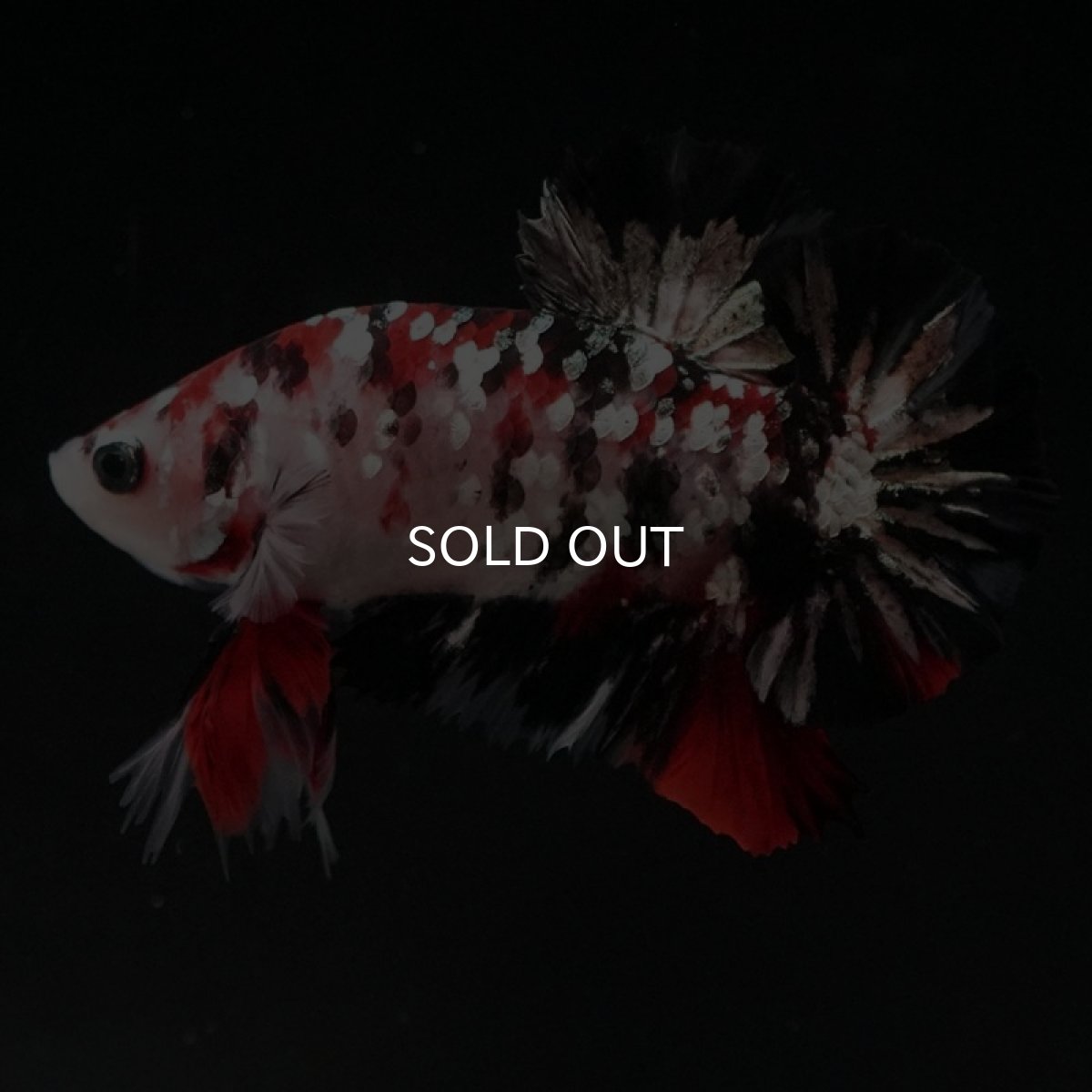 画像6: HMPK　鯉カッパーギャラクシー (6)