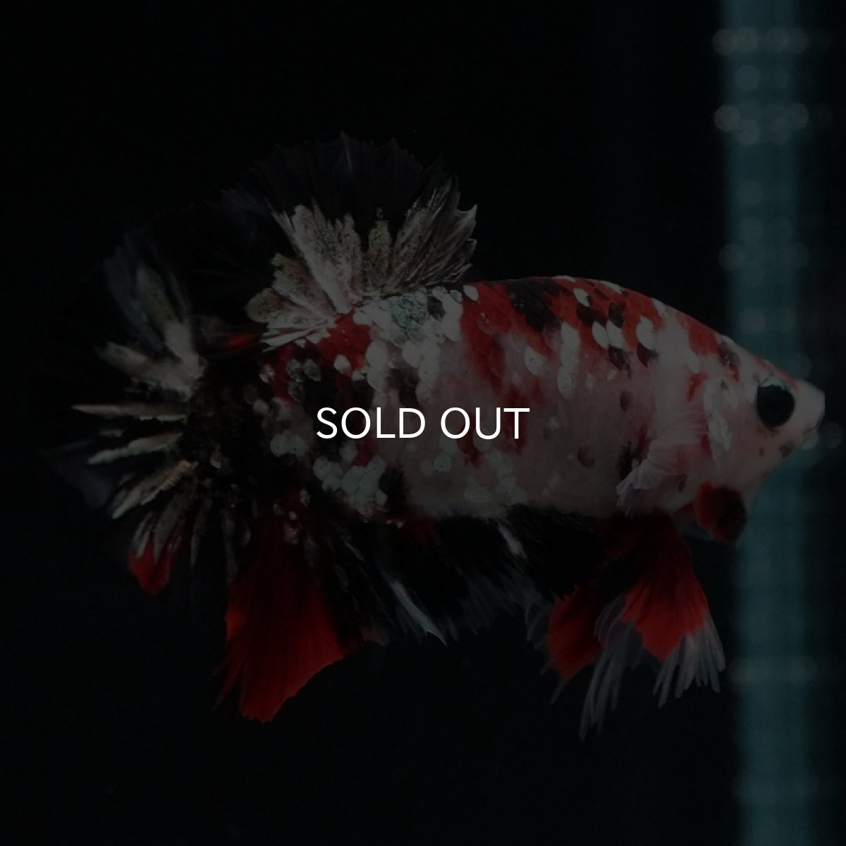 画像8: HMPK　鯉カッパーギャラクシー (8)