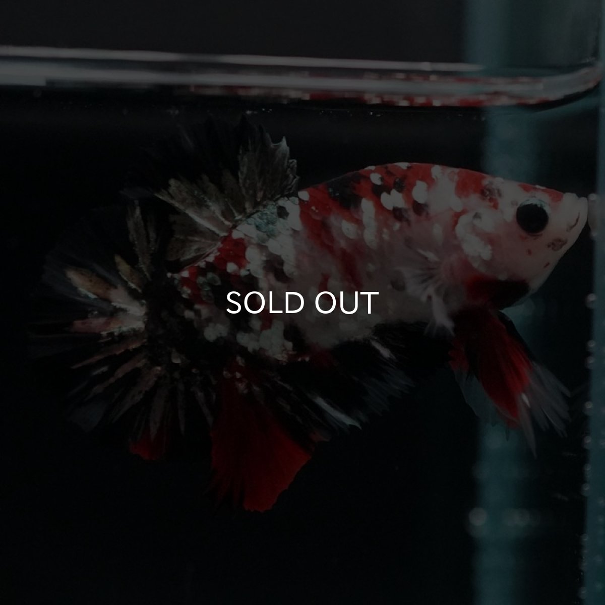 画像5: HMPK　鯉カッパーギャラクシー (5)