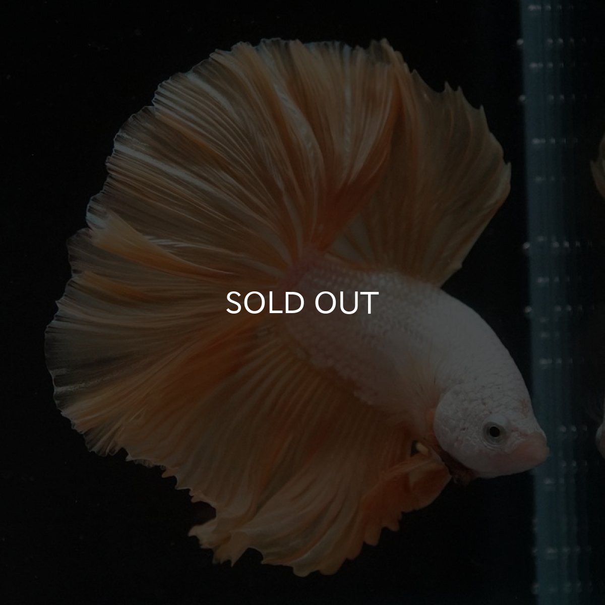 画像4: HM　プラチナイエロードラゴン (4)