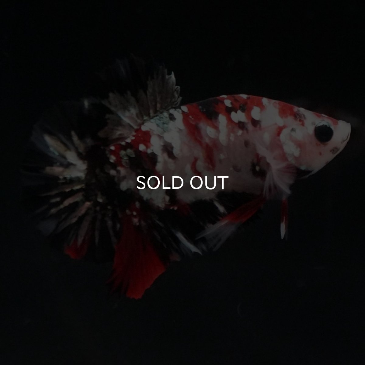 画像3: HMPK　鯉カッパーギャラクシー (3)