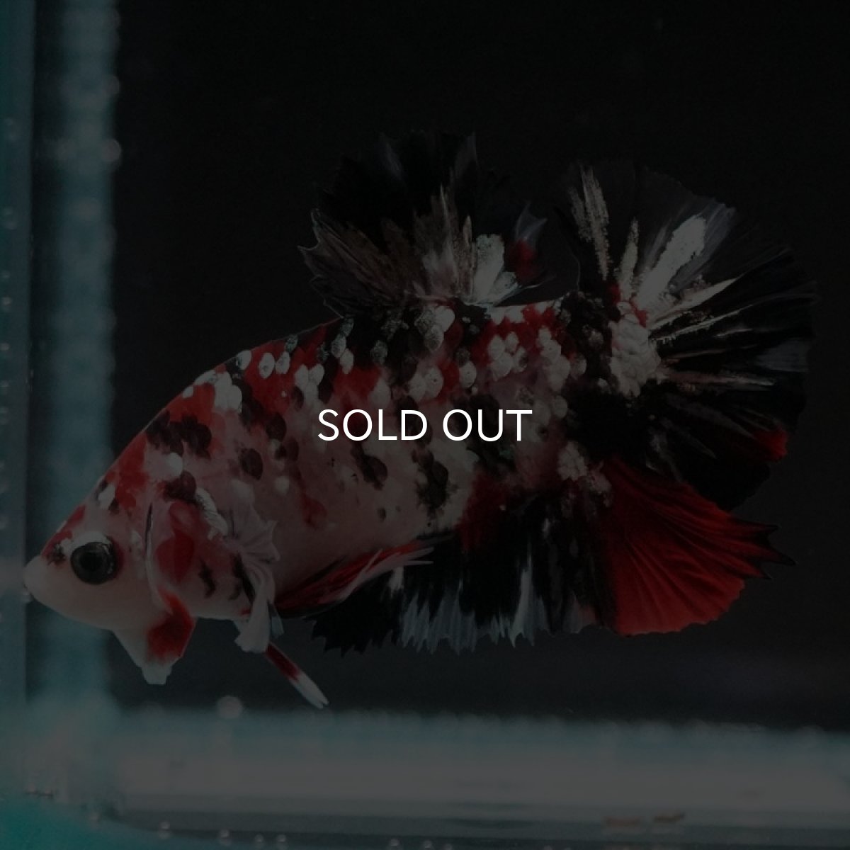 画像7: HMPK　鯉カッパーギャラクシー (7)