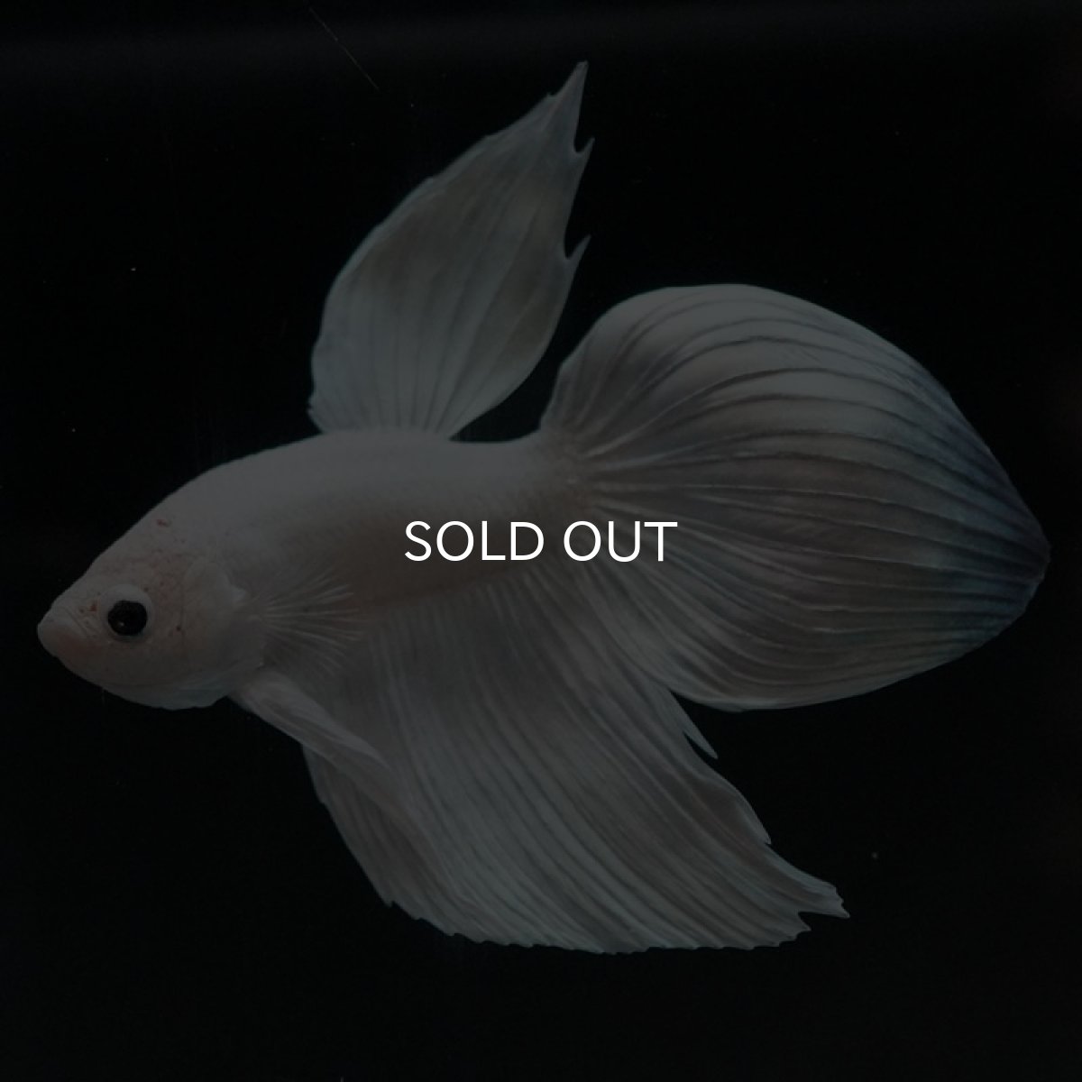 画像5: VT ホワイト (5)