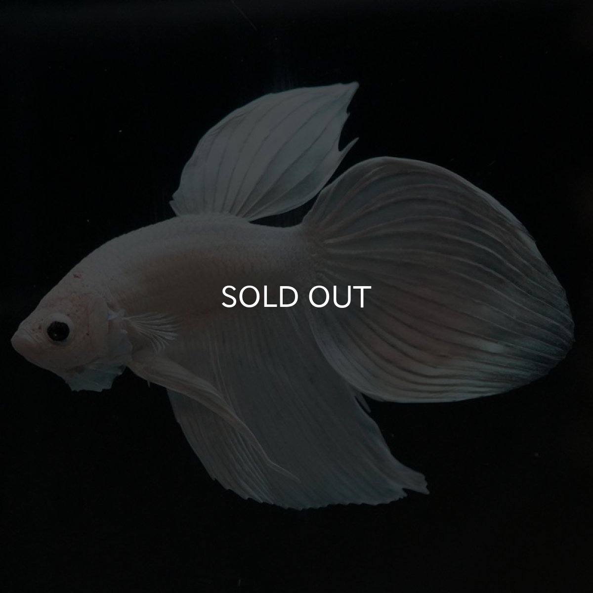 画像4: VT ホワイト (4)