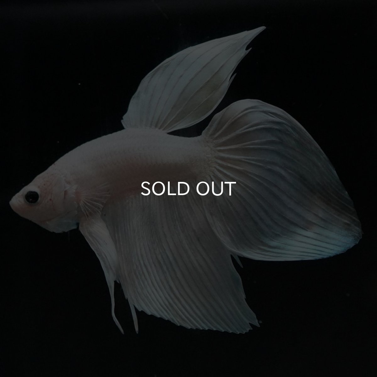 画像2: VT ホワイト (2)