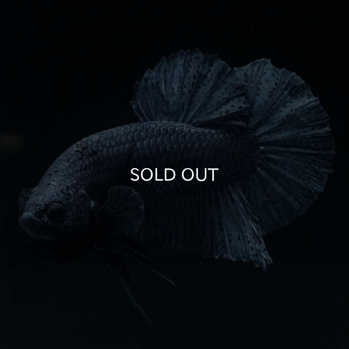 画像5: HMPK　ソリッドブルー (5)