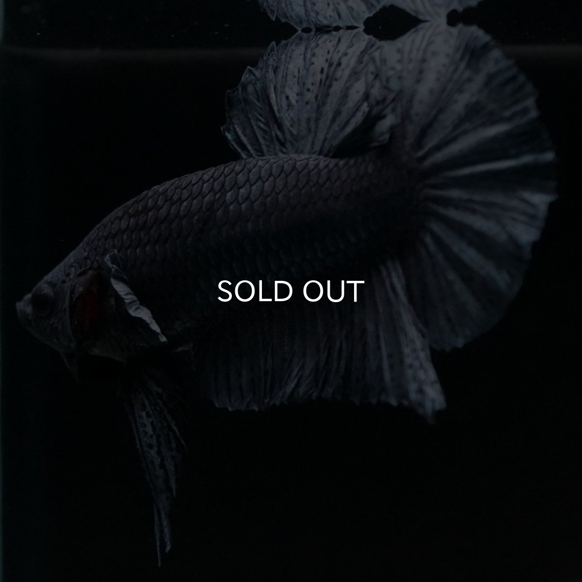 画像4: HMPK　ソリッドブルー (4)