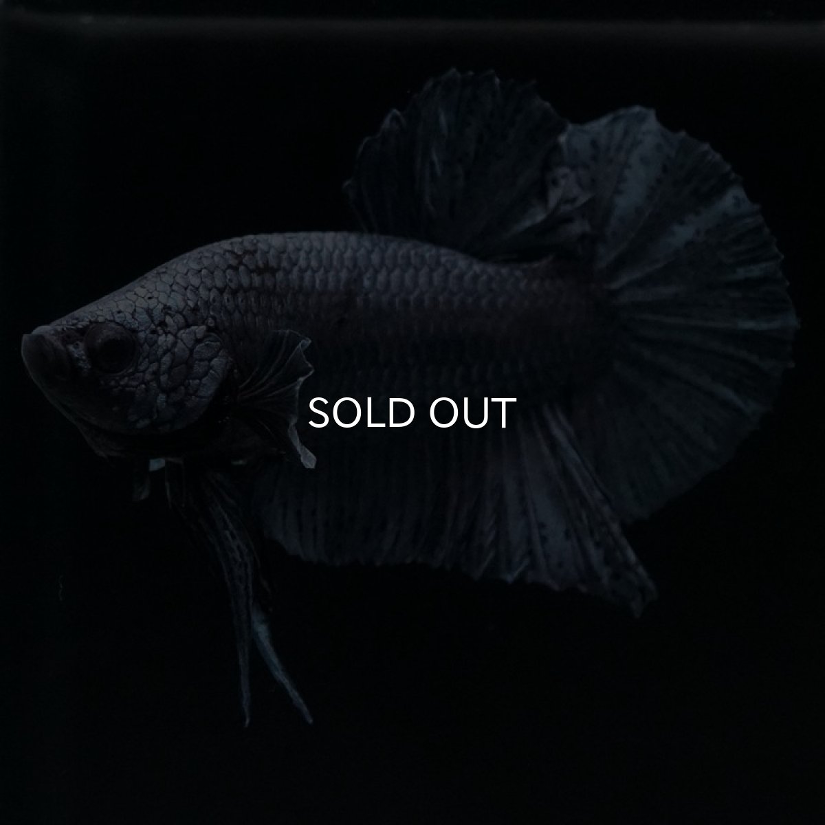 画像2: HMPK　ソリッドブルー (2)