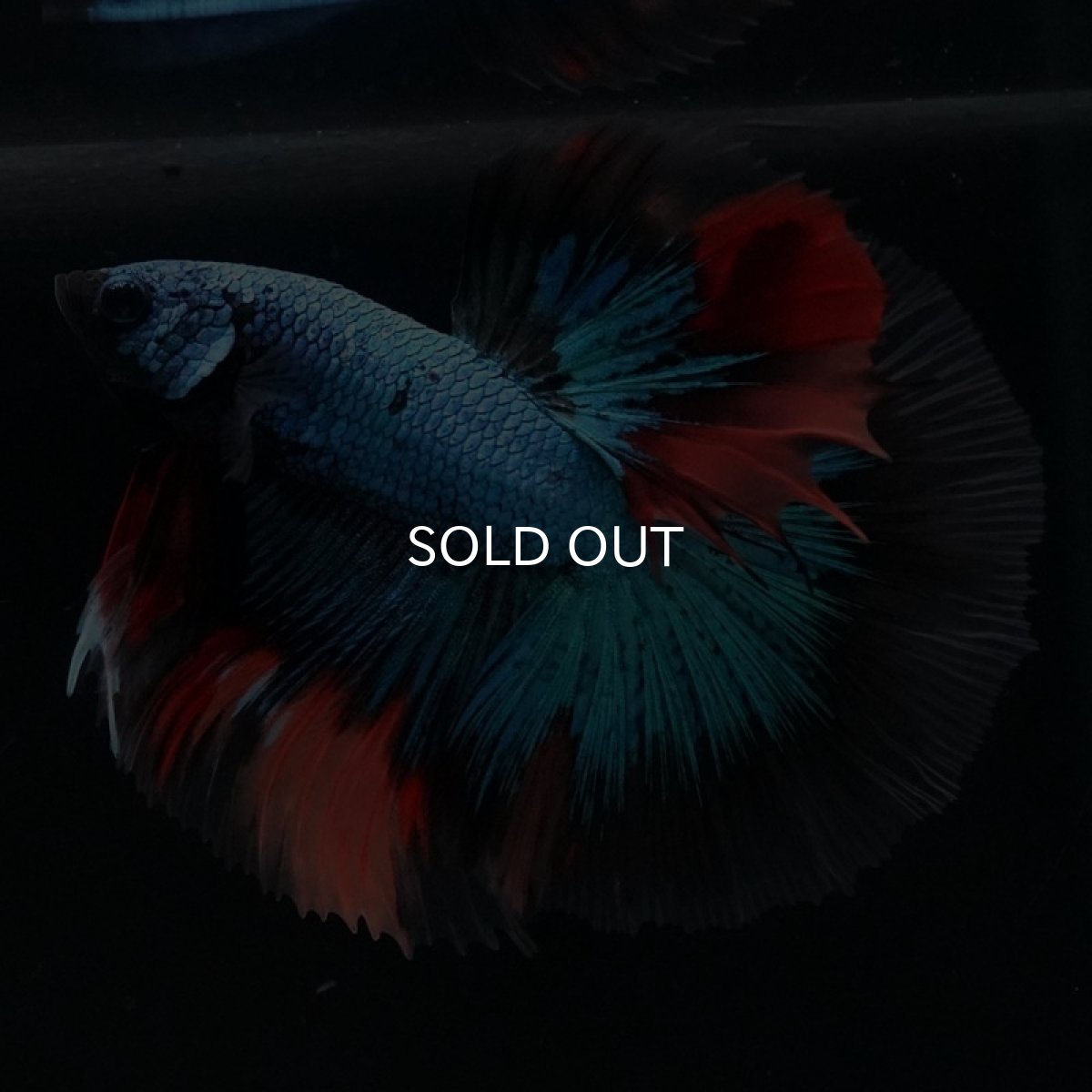 画像3: HM　ブラックキャンディ (3)