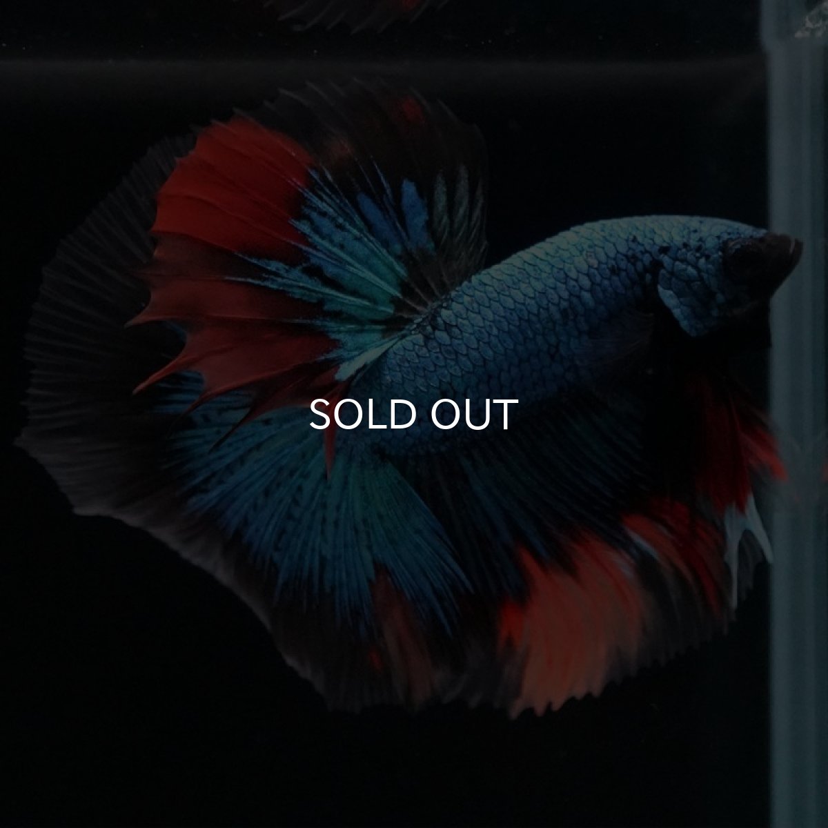 画像6: HM　ブラックキャンディ (6)