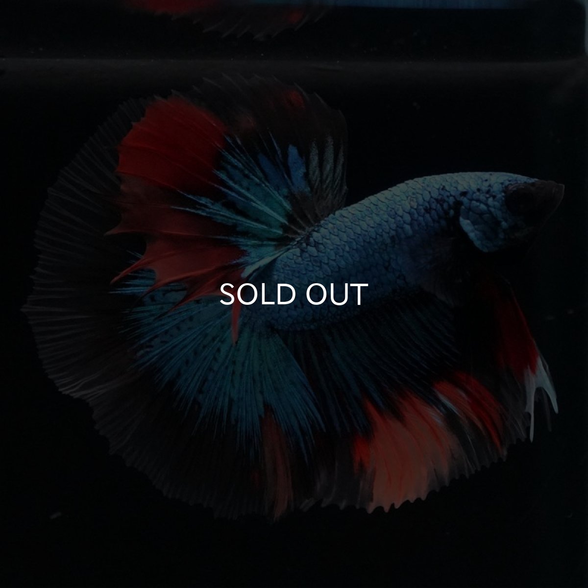 画像2: HM　ブラックキャンディ (2)