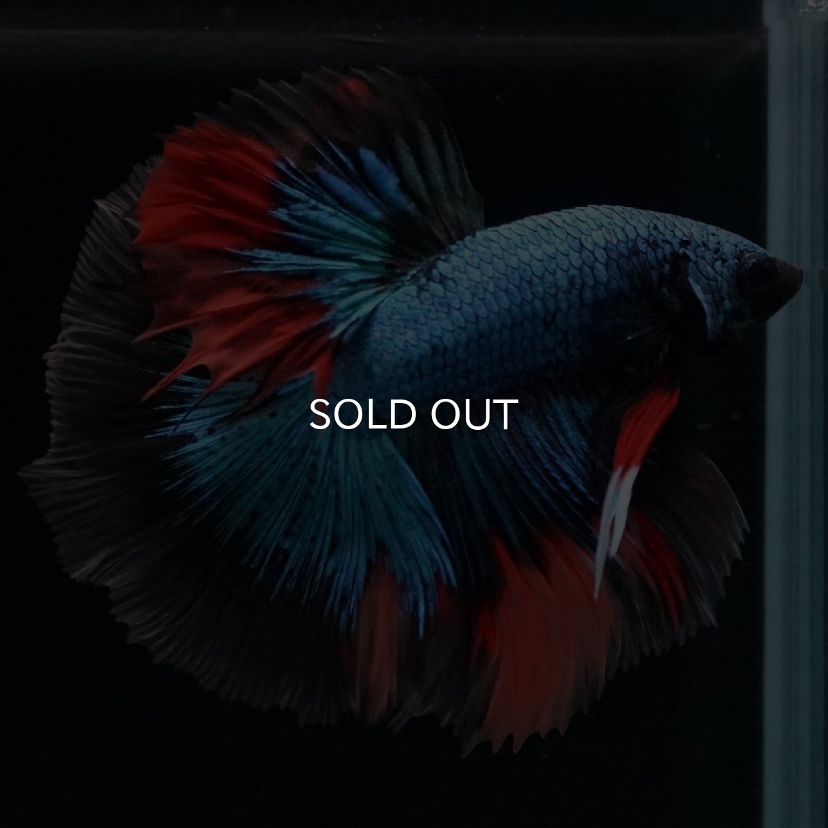 画像4: HM　ブラックキャンディ (4)