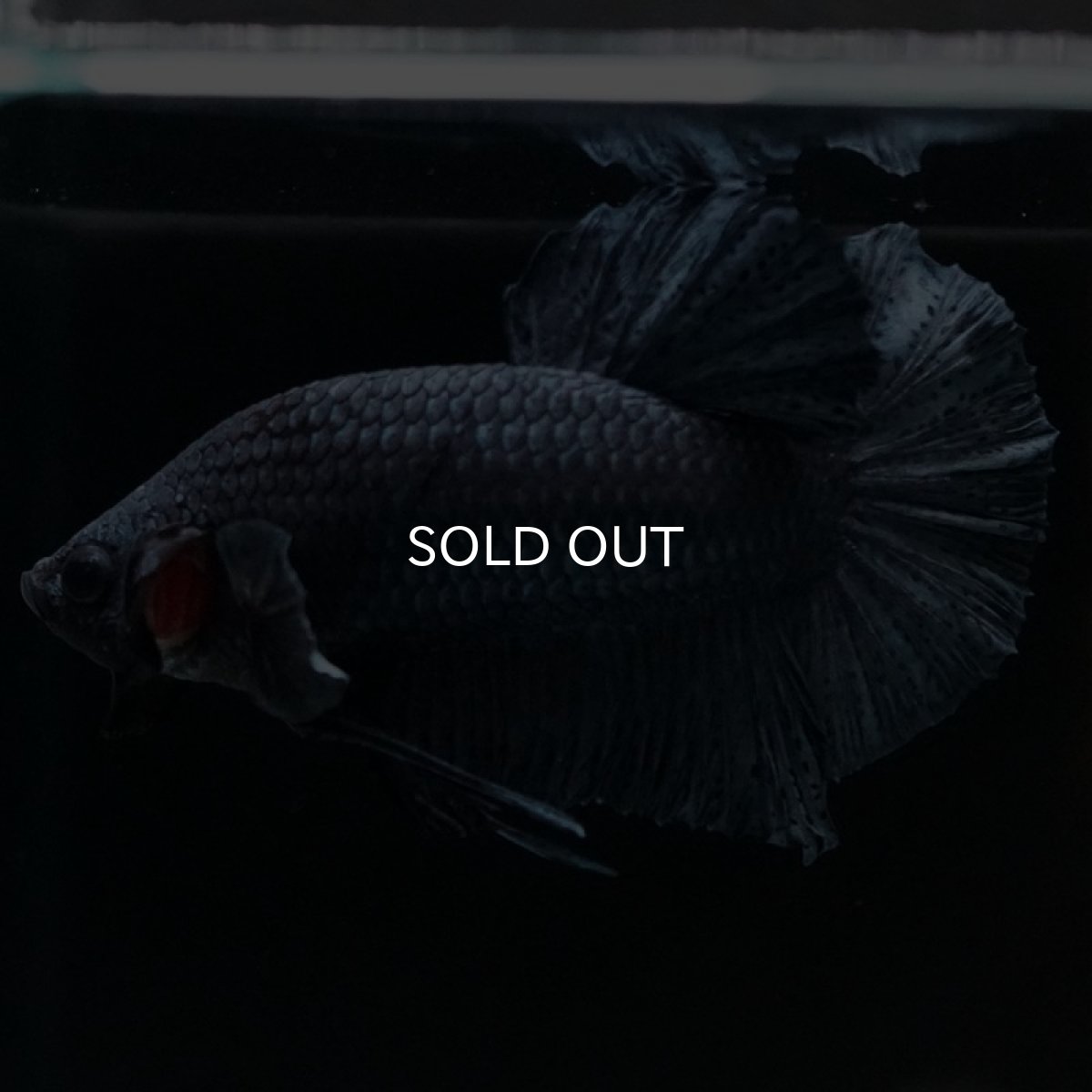 画像3: HMPK　ソリッドブルー (3)