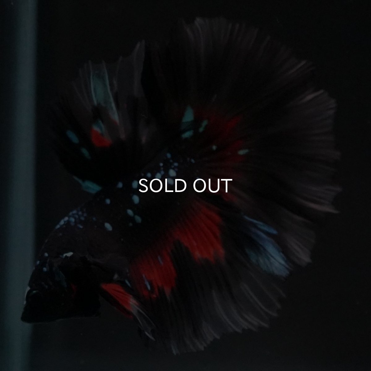 画像5: HM　ブラックスター (5)