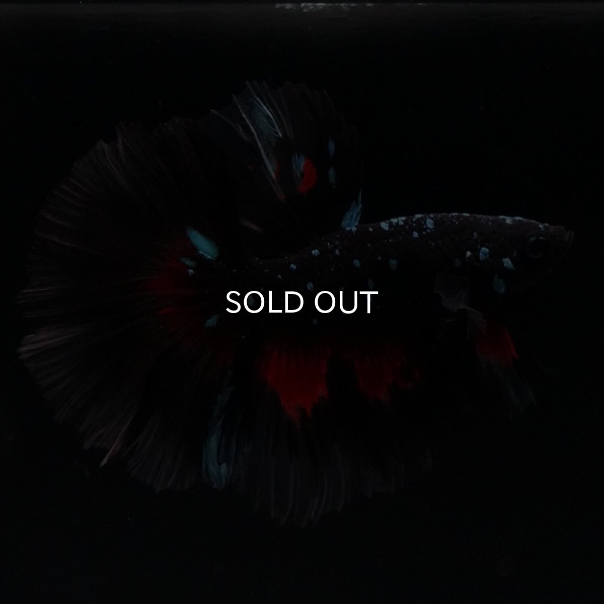 画像6: HM　ブラックスター (6)