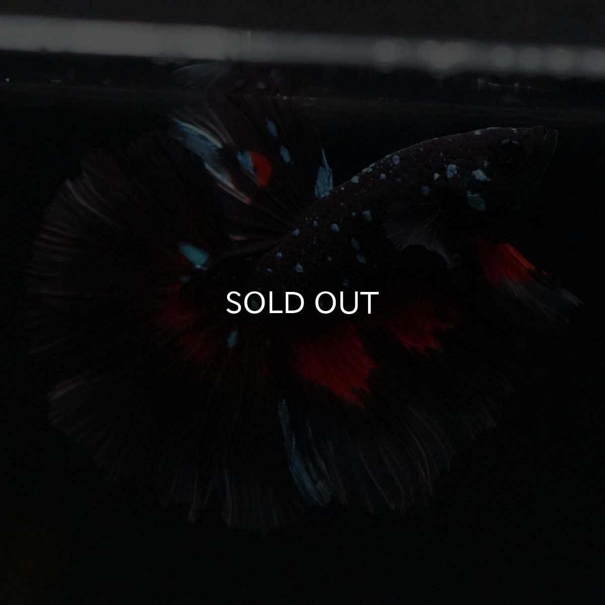 画像4: HM　ブラックスター (4)