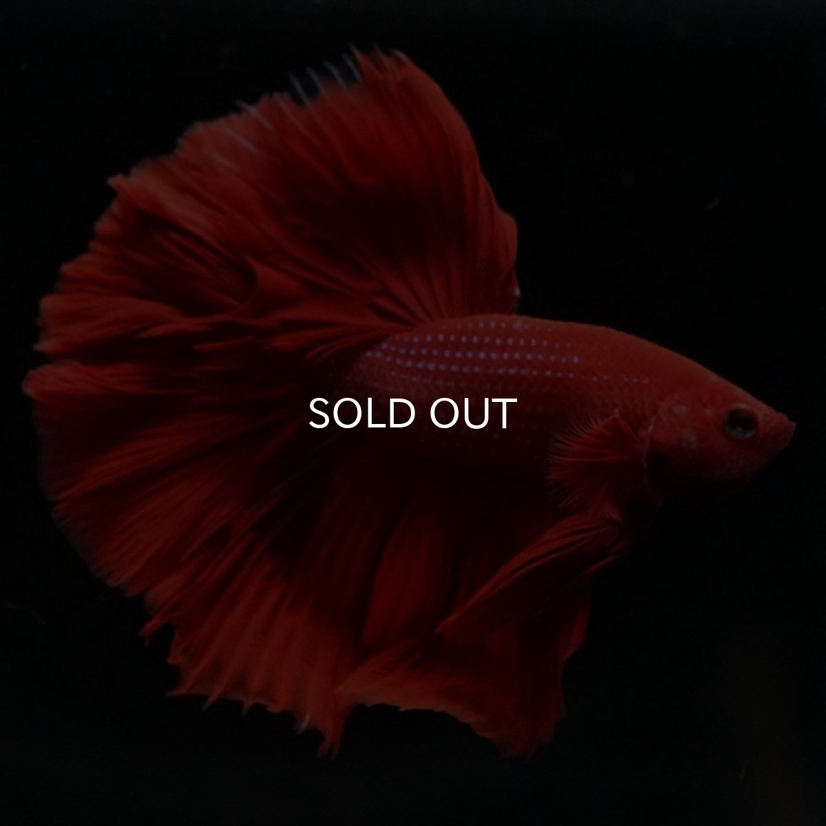 画像4: HM　ソリッドレッド (4)