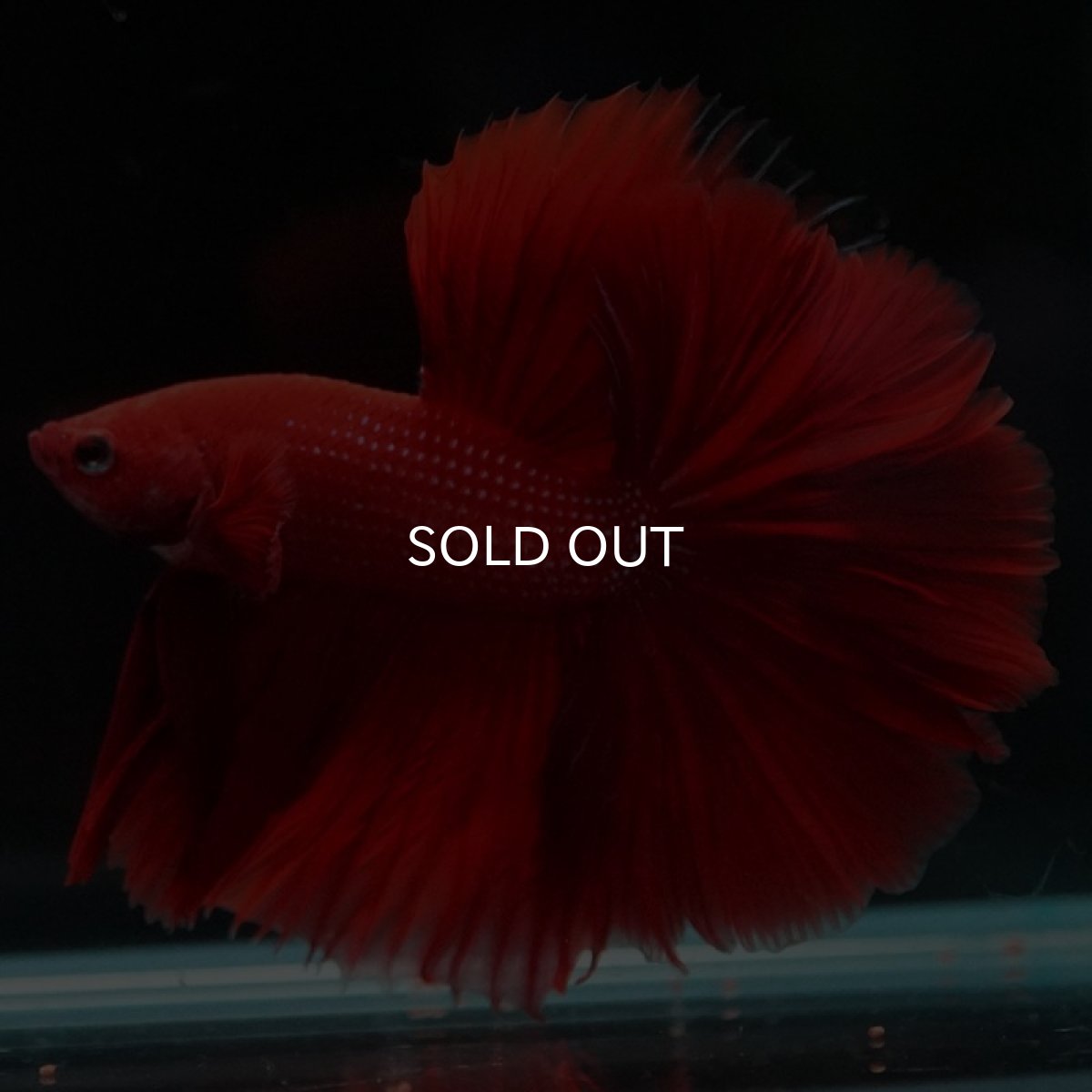 画像5: HM　ソリッドレッド (5)