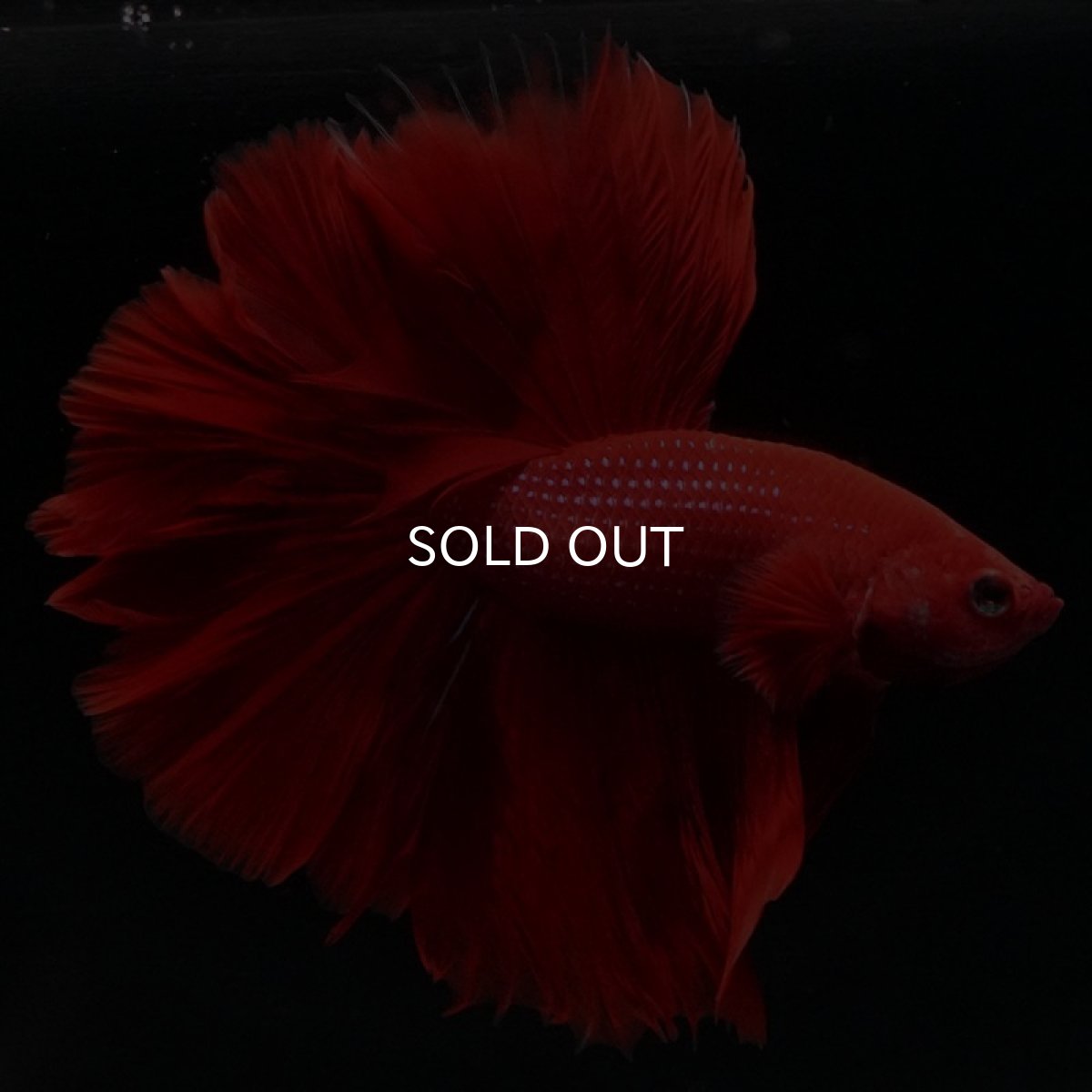 画像2: HM　ソリッドレッド (2)